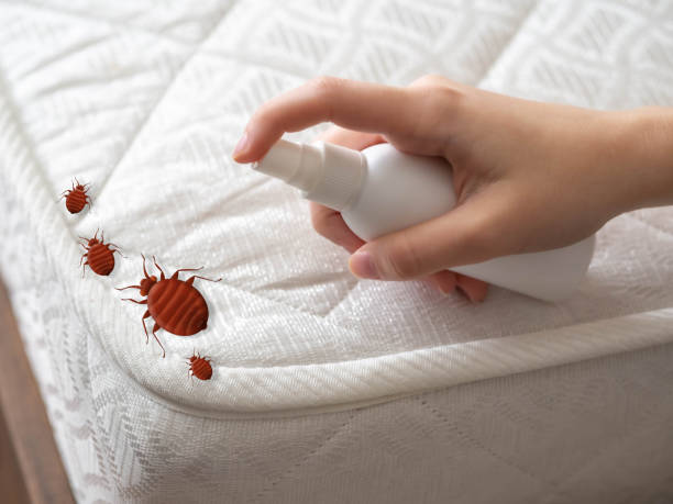 Emergency Pest Control in Bartonville, TX